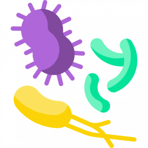 bacteria