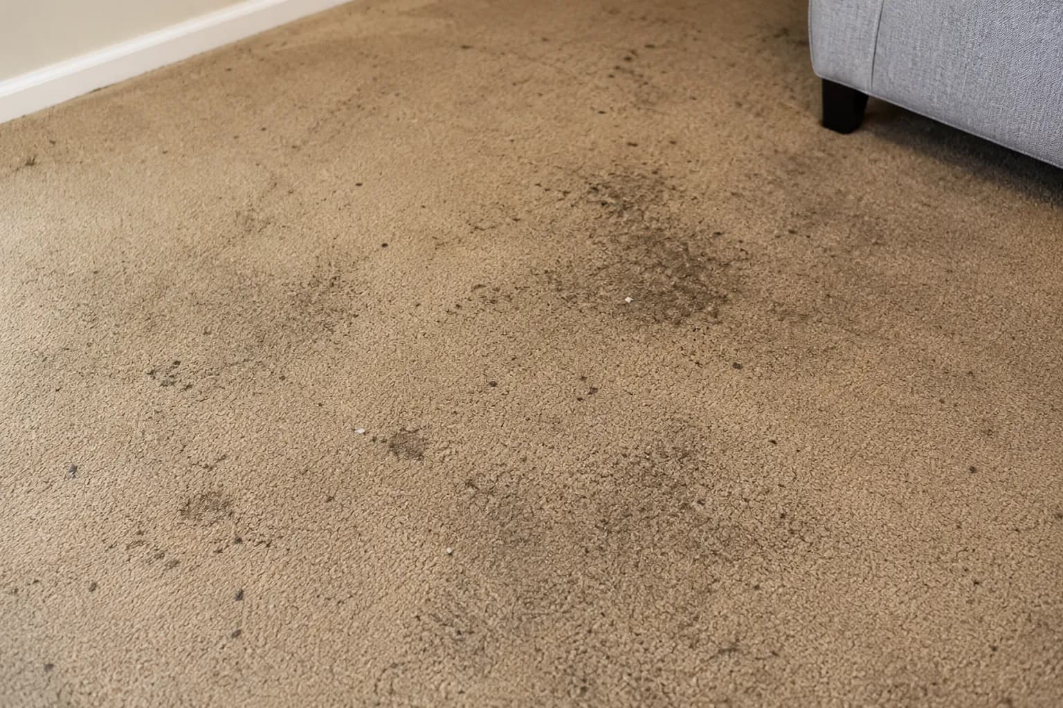 Carpet before a Crusade clean