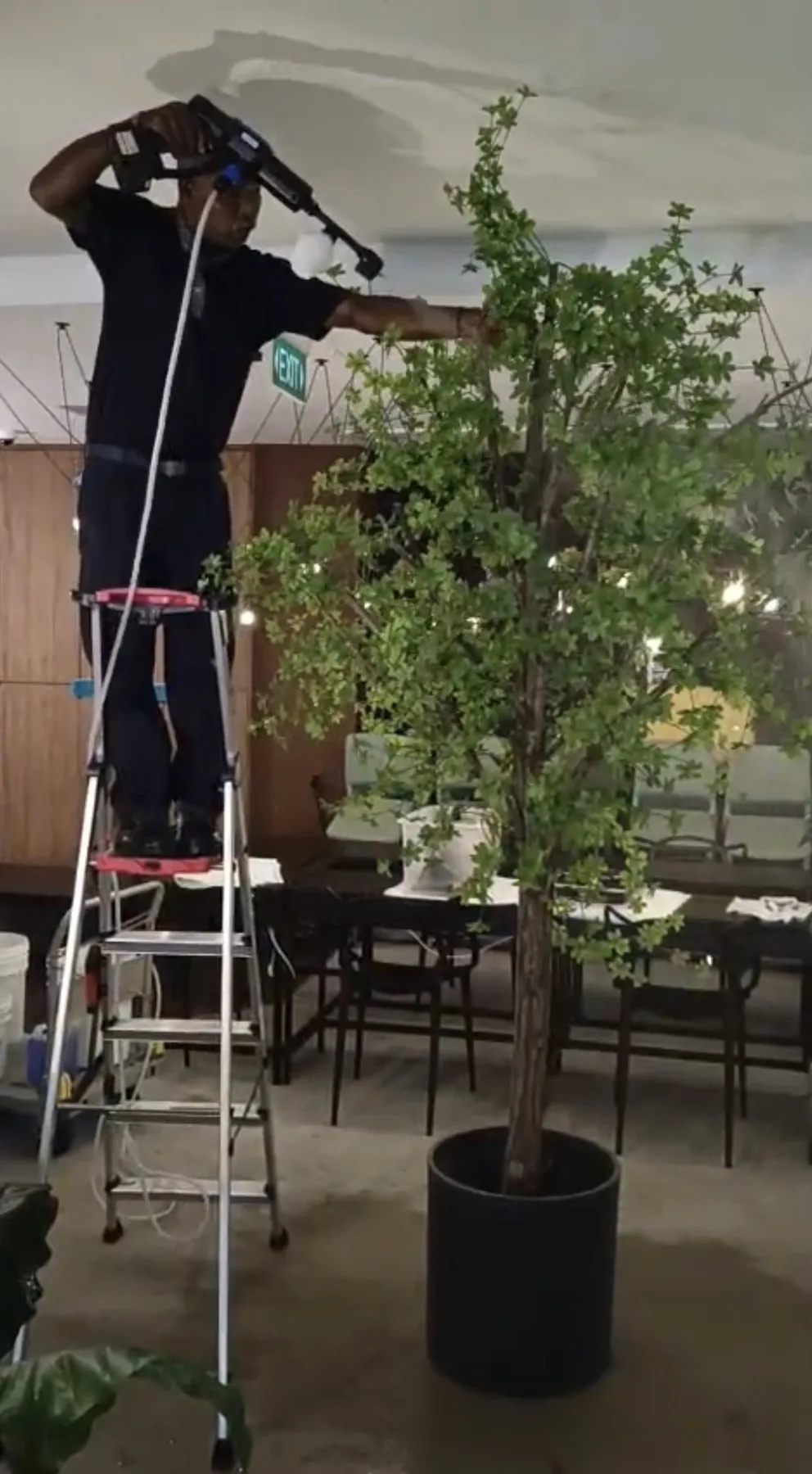 A Crusade technician cleaning at height from a ladder beside a potted tree