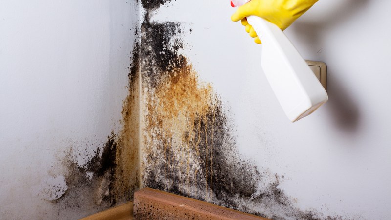 using chemicals to clean mould