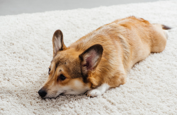 corgi chilling on carpet