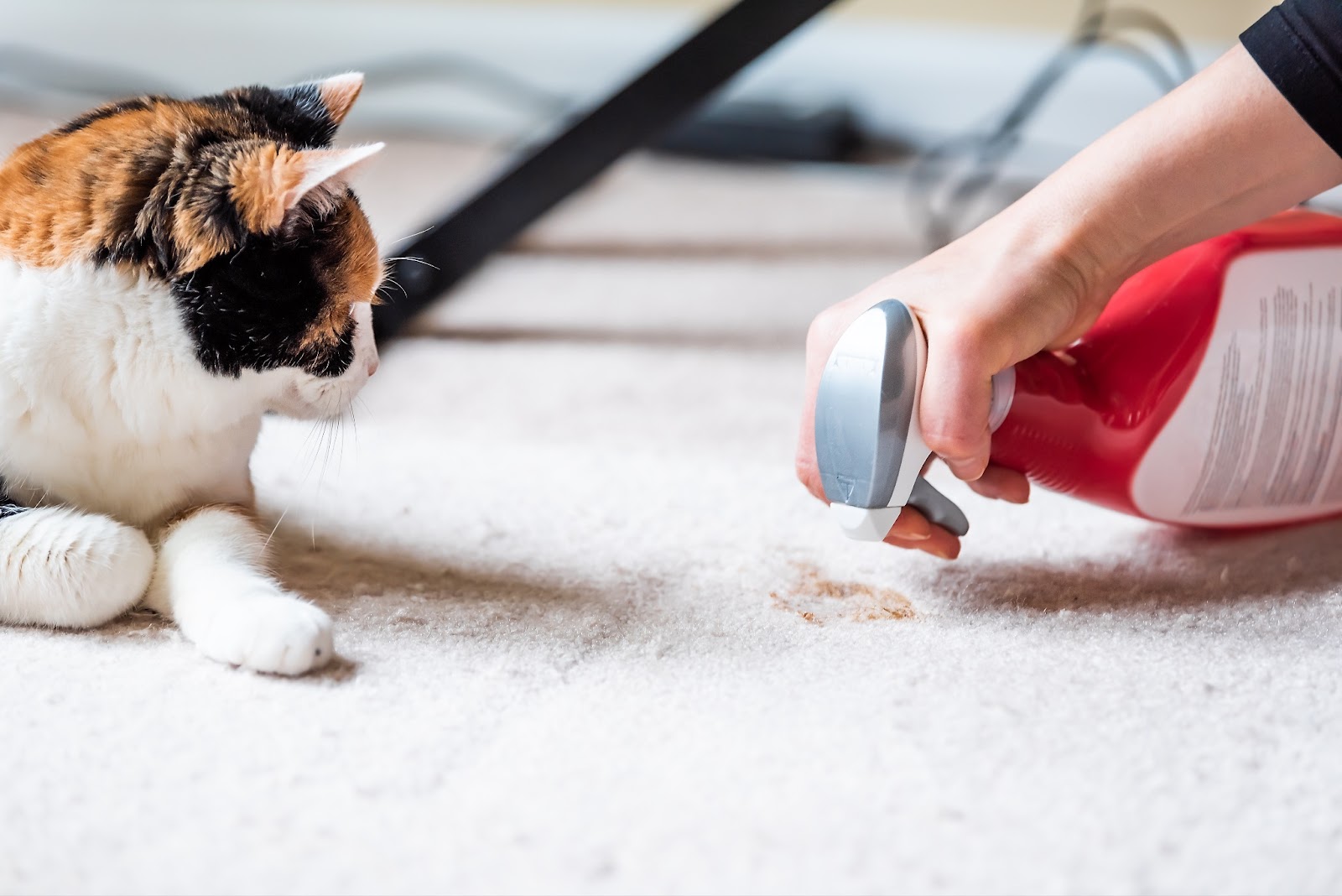How to Clean Carpet Vomit